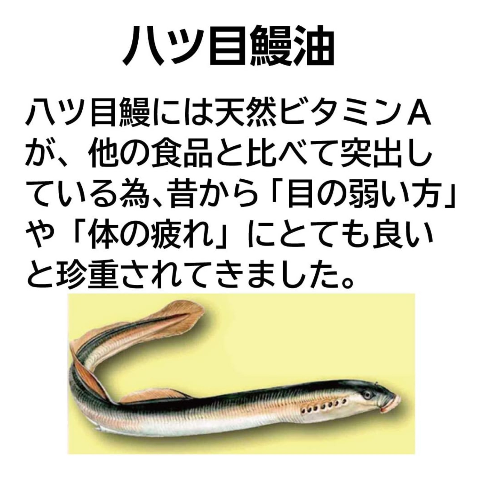 やつめホルゲンEXⅡ